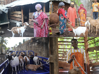 Opération d'installation des chevreries et de distribution des chèvres