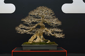 Bonsai tree in autumn on display at the Taikan-Ten Bonsai exhibition in Kyoto Japan