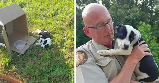 On-the-side-of-the-road-a-cop-discovers-a-10-week-old-puppy-in-a-box-Dog-rescue-stories
