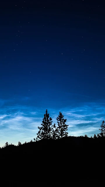 Tree Silhouette At Night Desktop And iPhone Wallpaper