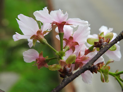 吉野櫻的花