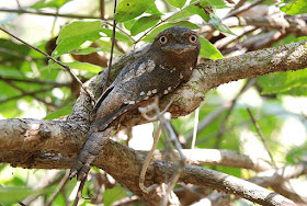 Frogmouths world