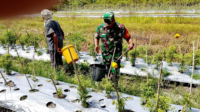 Dukung Ketahanan Pangan, Babinsa Edi Sufriadi Berikan Pendampingan kepada Petani Tanaman Holtikultura