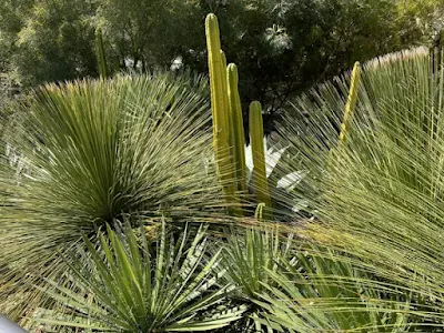 lovely plants in Salesforce Park in San Francisco, California