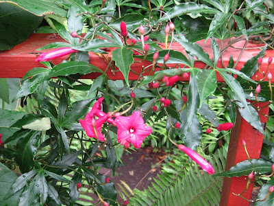 Prince Kuhio vine, Ipomoea horsfalliae