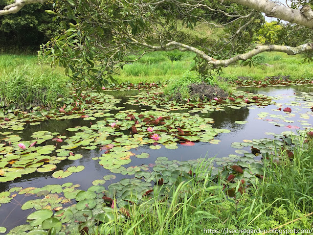 Shimanto dragonfly park  Water lilies