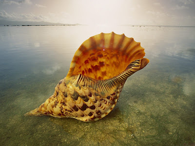 hd wallpapers underwater. hd wallpaper underwater. hd wallpapers underwater.