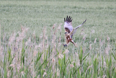 Brune Hoanskrobber - Bruine Kiekendief - Circus aeruginosus