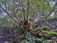 Valle Carbonara - Gargano