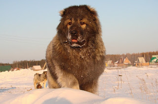 Caucasian shepherd dog similar breeds