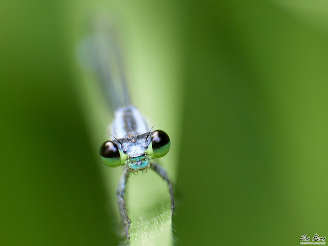 Damselfly Eye to Eye