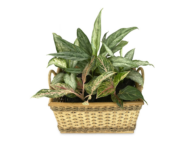 Aglaonema