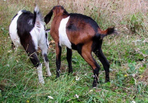 GOATS3