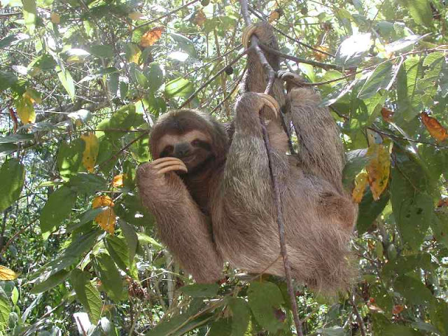 Sloth - Rare and Different South American Mammal Seen On www.coolpicturegallery.us