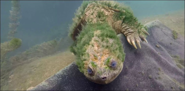 Meet the 90-year-old turtle