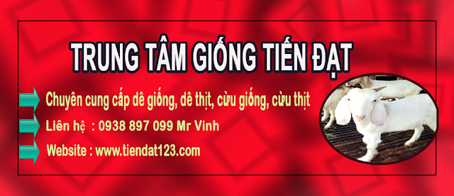 Trại dê tiến đạt ninh thuận