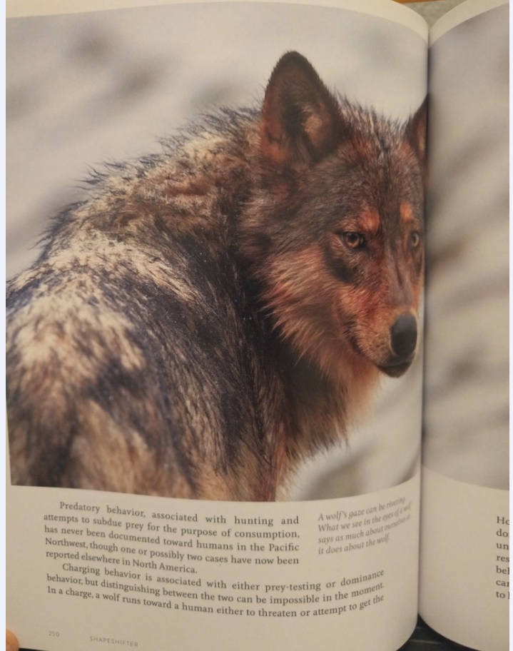 Wolves In The Land Of Salmon By David Moskowitz