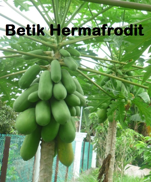 Anim Agro Technology: BETIK - FAKTA PENTING BUNGA BETIK