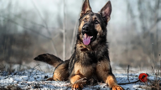 German Shepherd