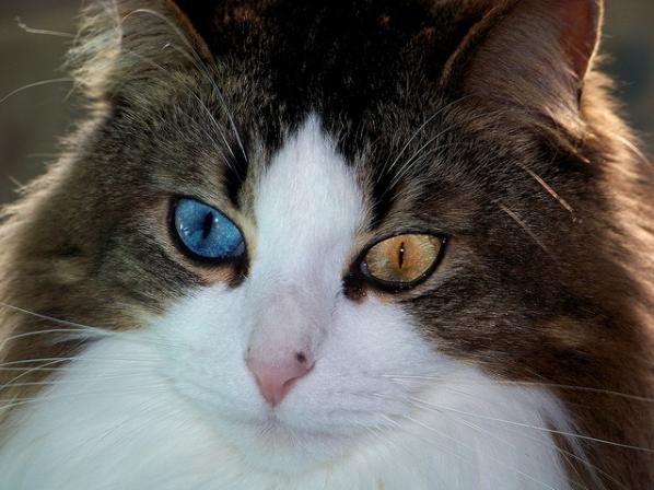 odd-eyed cats, cat with different colored eyes