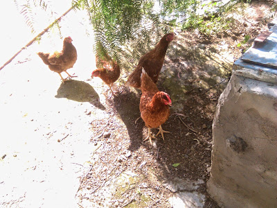 gallinas ponedoras