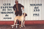 . primeros ejemplares de Bullmastiff en España allá por el año 1979. (ch int will swidger of cooperfield ch espaã±a ch portugal primer bullmastiff campeon internacional de espaã±a)