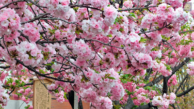 大阪造幣局 桜の通り抜け