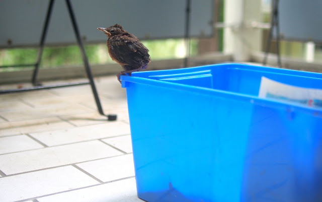 Hand rearing a Blackbird