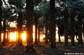 Suset in the Date Grove at the Date Night Dinners Yuma Arizona