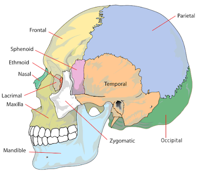 Struktur dan bagian bagian tulang cranium