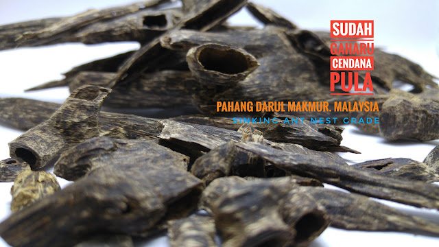 Rare Agarwood 沉香 香道 香文化 奇楠 Incense Perfume Scent Aquilaria Aloeswood Oud Oudh PaloSanto Candan FrankIncense Hirta KoDo Censer Bonsai Ambergris Bracelet Rosary Sandalwood Musk Eaglewood Malaccensis Oolong Gaharu Agaru Agar Amber العود دهن_العود ماليزيا