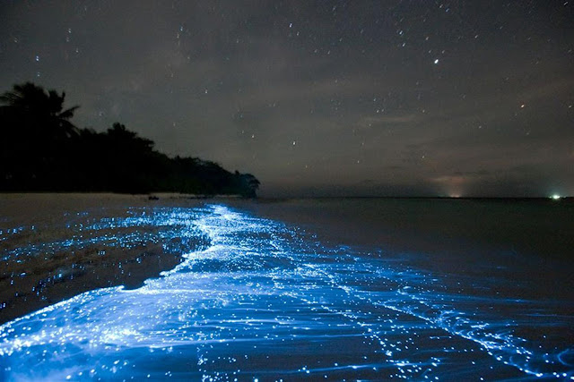 Visit the beach that shines in the dark