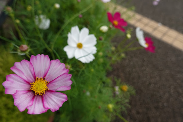 鳥取県西伯郡南部町鶴田　とっとり花回廊　プロムナード橋