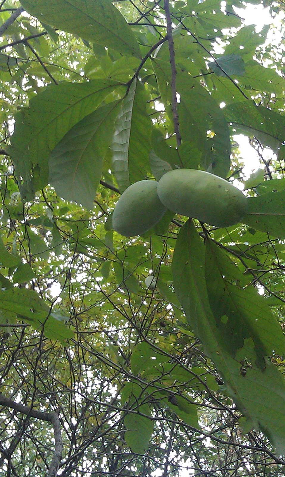 Local Farm  Mom Papa s Paw  Paws 