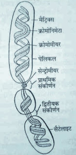 गुणसूत्र डीएनए (DNA) का बना होता है। जो कि हिस्टोन नामक प्रोटीन (Protein) के चारों ओर कसकर कुंडलित होता है।