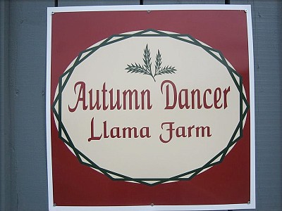 Autumn Dancer Llama Farm1