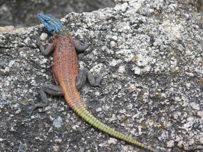 Common flat Lizard