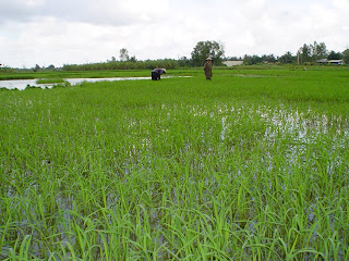 Vietnamese Hat in rice paddy