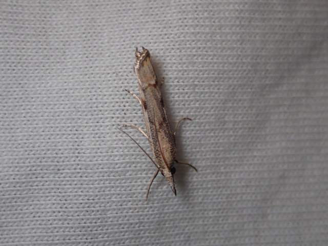 Agriphila geniculea