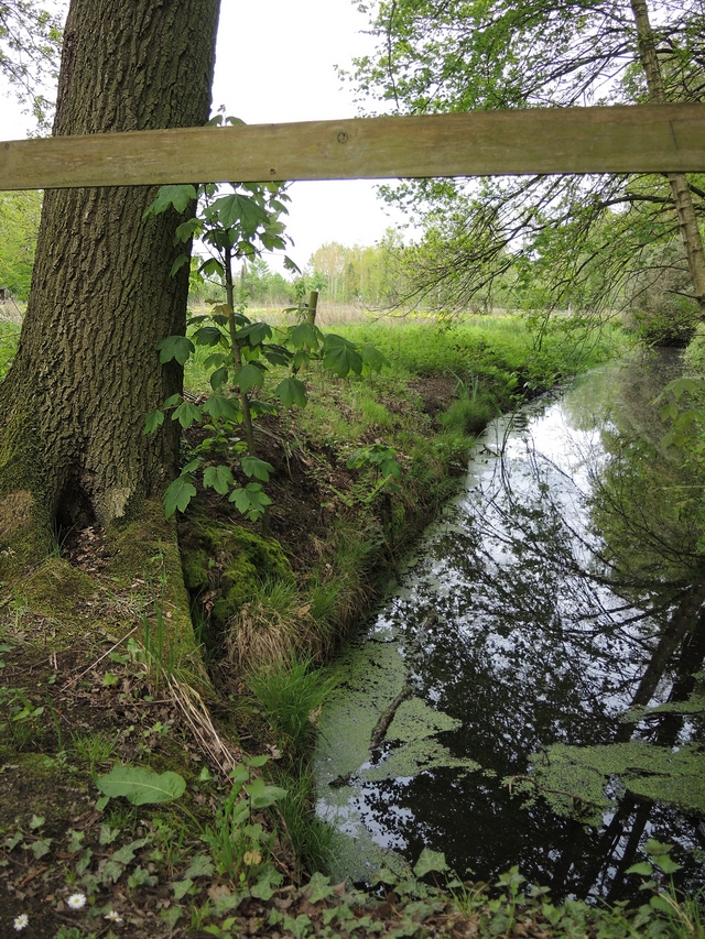 Massenhoven: een nostalgische wandeling in het bos rond kasteel Montens