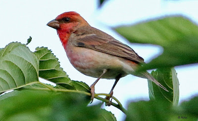 Common Rosefinch - male