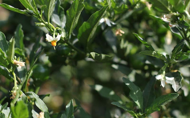 Solanum Pseudocapsicum