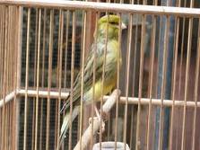 48+ Jenis Warna Burung Kenari Isabel