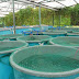 Investing in Aquaculture Business