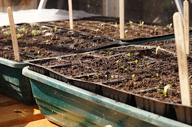 growing flowers from seed