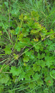 Smooth Lady's Mantle, Alchemilla glabra