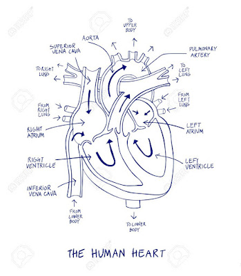 Simple heart diagram | Simple heart diagram labeled | Human heart diagram