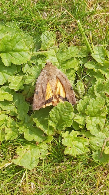 Large Yellow Underwing