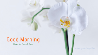 "good morning"  orchid flower image