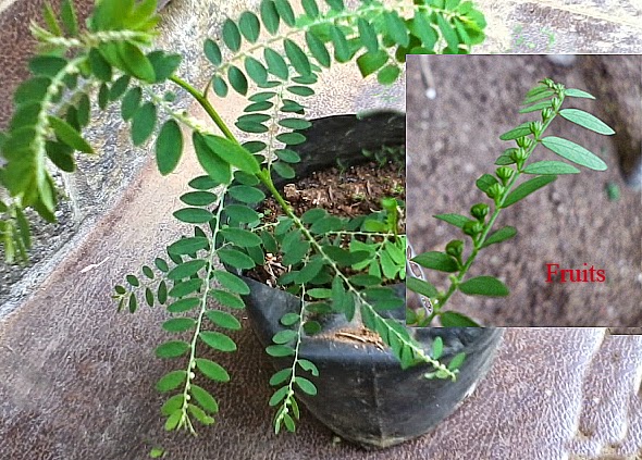 Phyllanthus niruri, Phyllanthus debilis or Ela Pitawakka plant, Leaves,Flowers and Fruits.